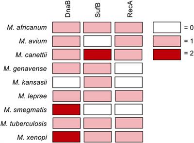 Intein Inhibitors as Novel Antimicrobials: Protein Splicing in Human Pathogens, Screening Methods, and Off-Target Considerations